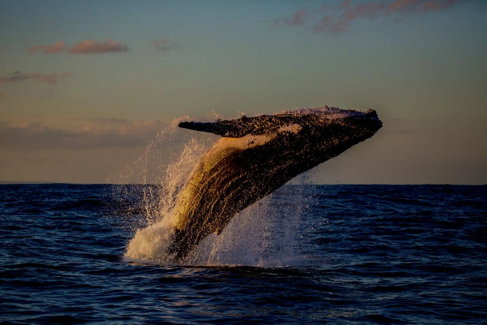 Una ballena jorobada saltando fuera del agua cerca de las playas del norte.