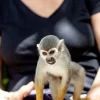 Monkeyland monos punta cana