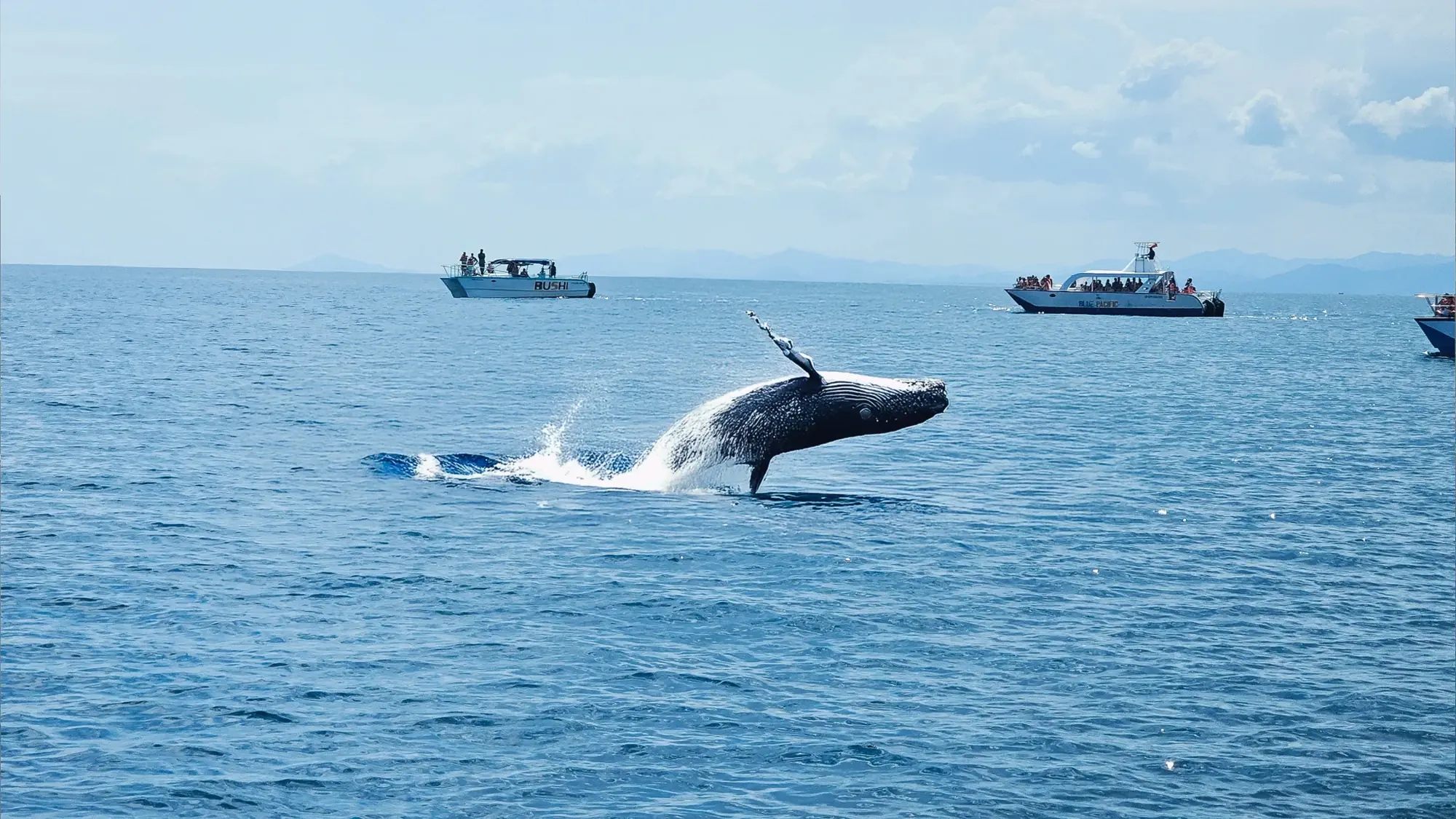 Samana Discovery