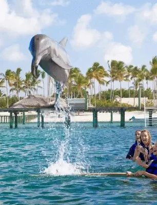 Delfines en Punta Cana (3)